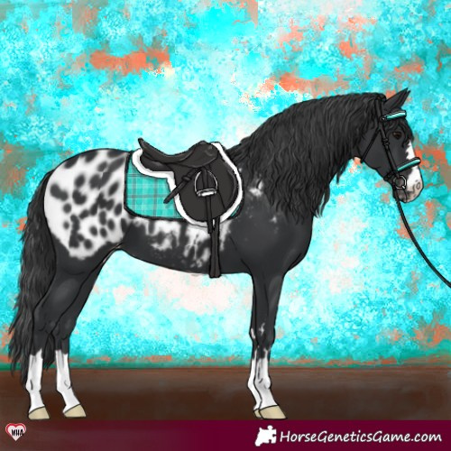 Horse Color:Black Appaloosa
