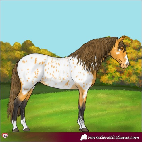 Horse Color:Buckskin Appaloosa 