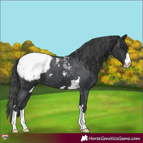 Horse Color:Black Appaloosa 