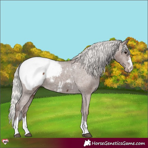 Horse Color:Silver Black Appaloosa 