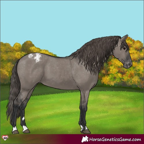 Horse Color:Grullo Appaloosa 