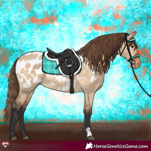 Horse Color:Bay Dun Appaloosa