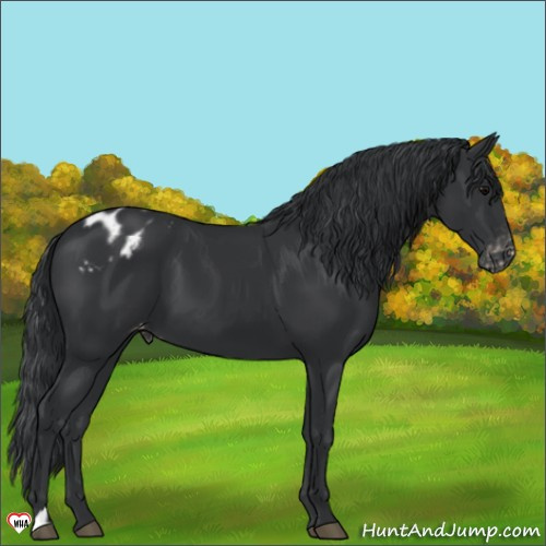 Horse Color:Black Appaloosa 