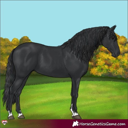 Horse Color:Black 