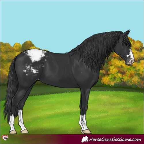 Horse Color:Black Appaloosa 