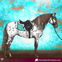Horse Color:Liver Chestnut Near Leopard 