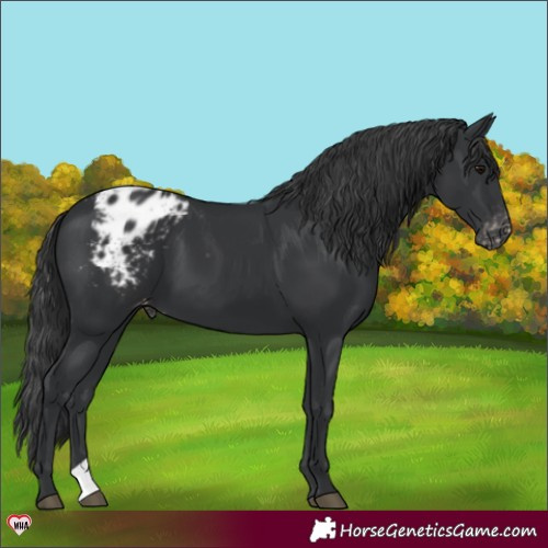 Horse Color:Black Varnish 