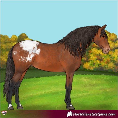 Horse Color:Bay Appaloosa 