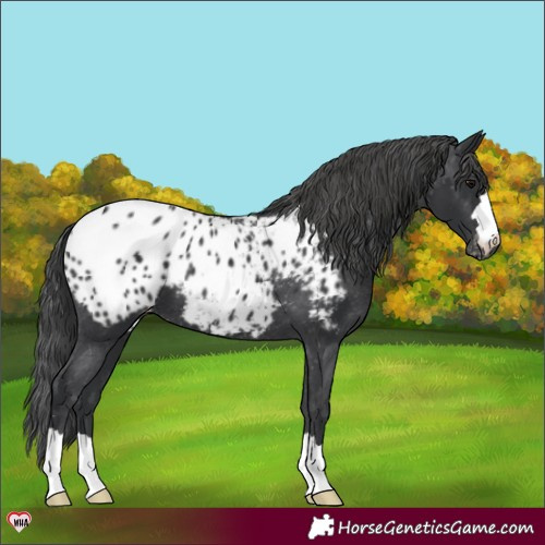 Horse Color:Black Appaloosa 