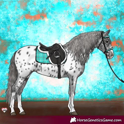 Horse Color:Black Near Leopard 