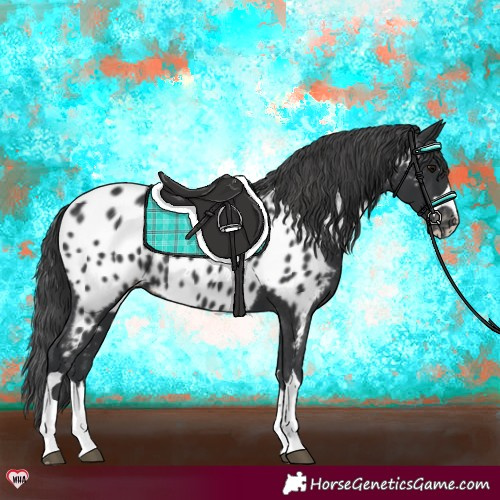 Horse Color:Black Appaloosa
