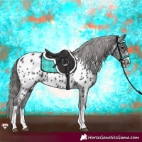 Horse Color:Black Appaloosa 
