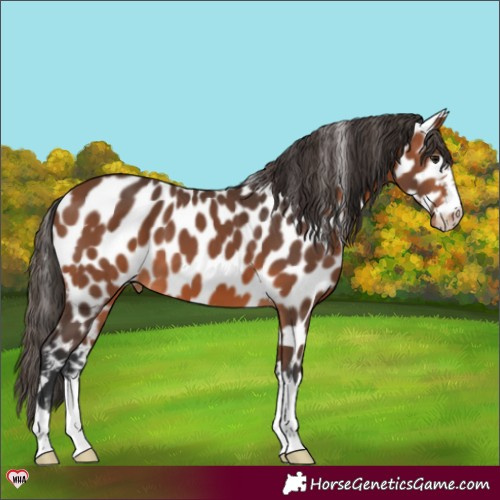 Horse Color:Bay Appaloosa 
