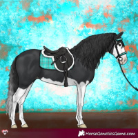 Horse Color:Black Splash Appaloosa