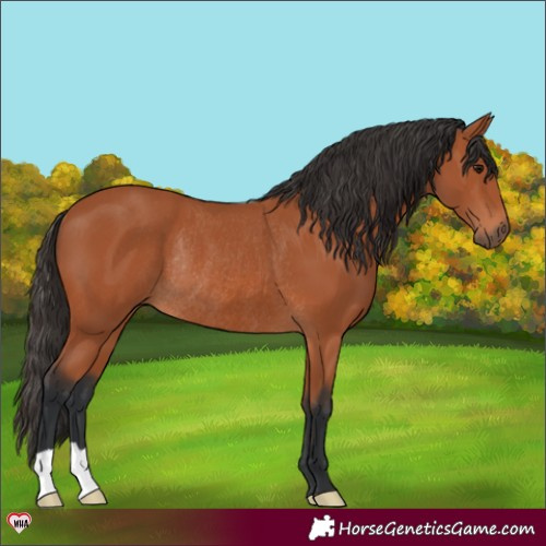 Horse Color:Bay Rabicano 