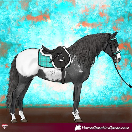 Horse Color:Black Appaloosa