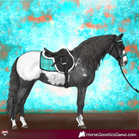 Horse Color:Black Snowcap 