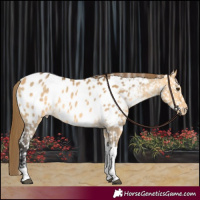 Horse Color:Buckskin Dun Tobiano Near Leopard Rabicano 