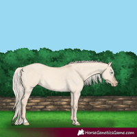 Horse Color:Cremello Dun 