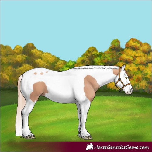 Horse Color:Gold Champagne Splash Tobiano 