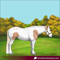 Horse Color:Gold Champagne Splash Tobiano