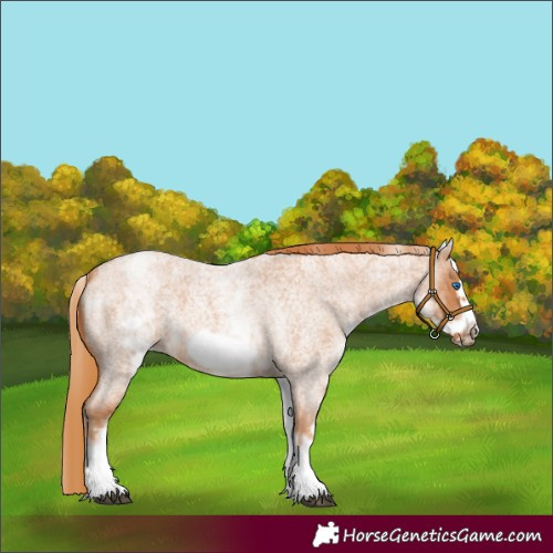 Horse Color:White Spotted Red Roan Frame 