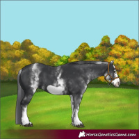 Horse Color:White Spotted Black Frame