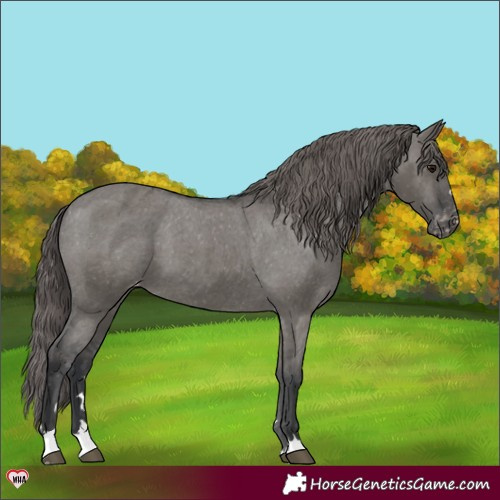 Horse Color:Grullo Appaloosa 