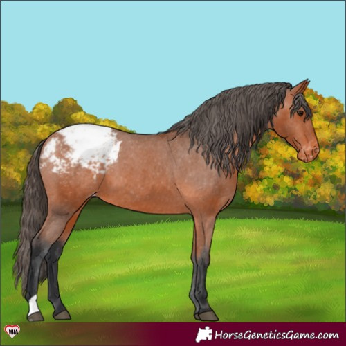 Horse Color:Bay Appaloosa 