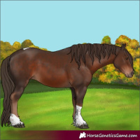 Horse Color:Liver Chestnut Tobiano 