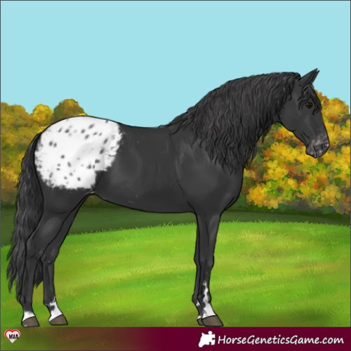 Horse Color:Black Appaloosa 