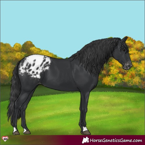 Horse Color:Black Appaloosa 