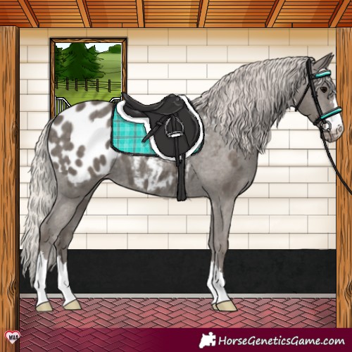 Horse Color:Silver Black Appaloosa