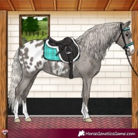 Horse Color:Silver Black Appaloosa 