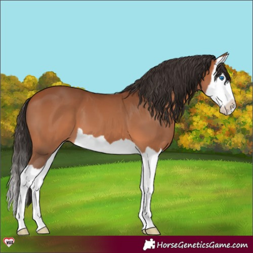 Horse Color:Bay Splash 