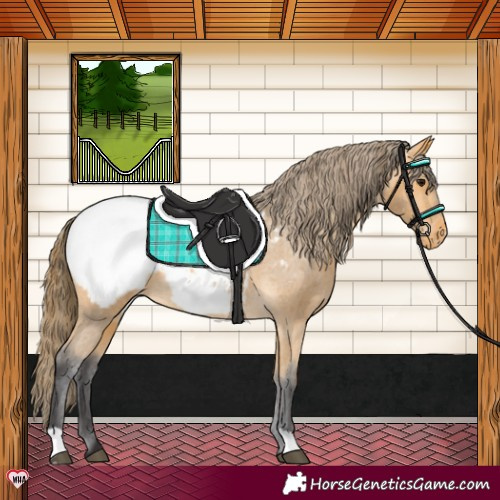 Horse Color:Buckskin Near Fewspot