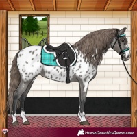 Horse Color:Grullo Near Leopard 