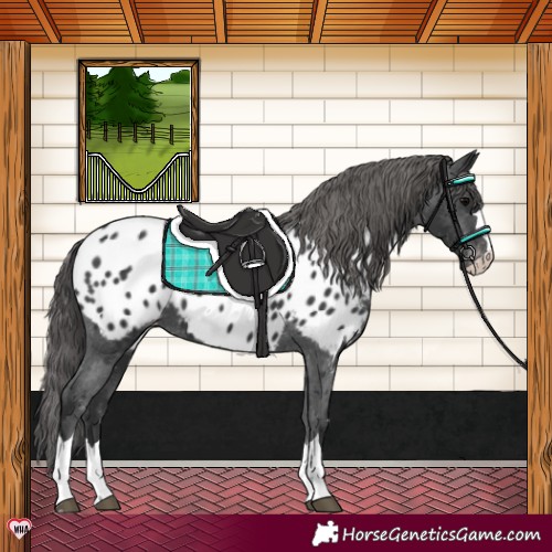 Horse Color:Black Near Leopard 