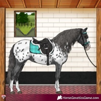 Horse Color:Black Near Leopard 