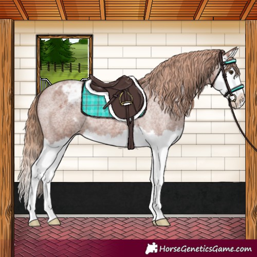 Horse Color:Red Roan Splash Appaloosa