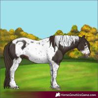 Horse Color:Liver Chestnut Tobiano Frame 