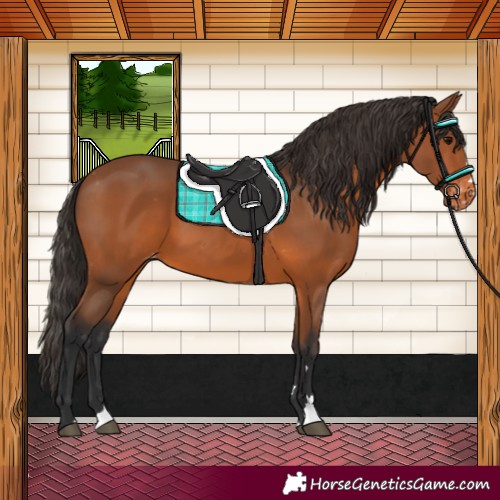 Horse Color:Bay Appaloosa 