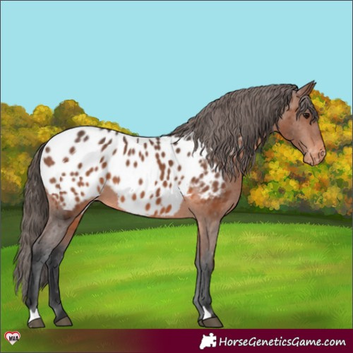 Horse Color:Brown Appaloosa 