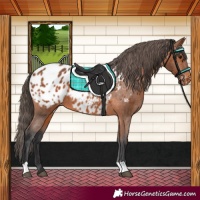 Horse Color:Bay Appaloosa