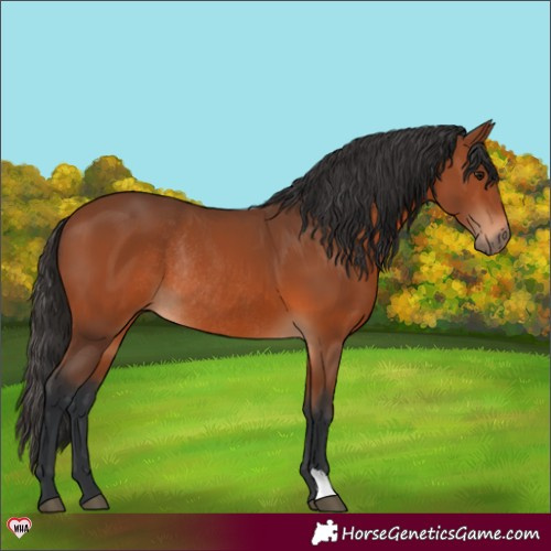 Horse Color:Bay Rabicano 