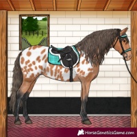 Horse Color:Bay Near Leopard 