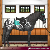 Horse Color:Black Near Leopard 