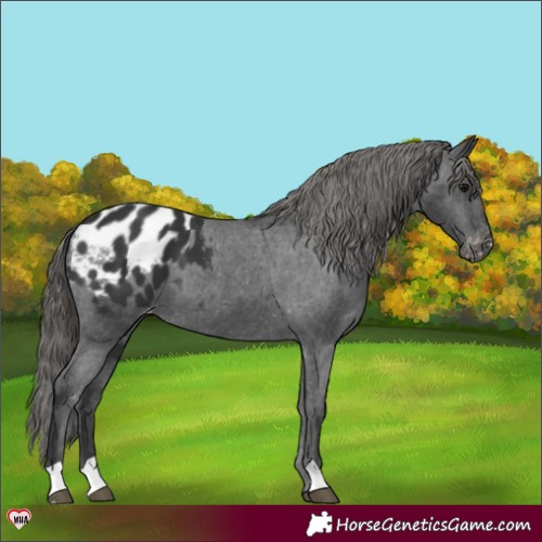 Horse Color:Black Appaloosa