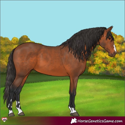 Horse Color:Bay 