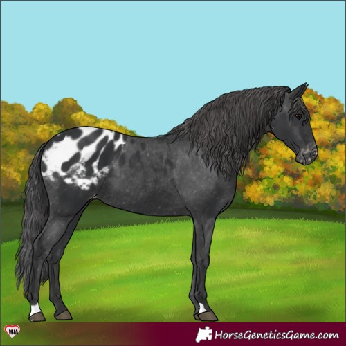 Horse Color:Black Appaloosa 